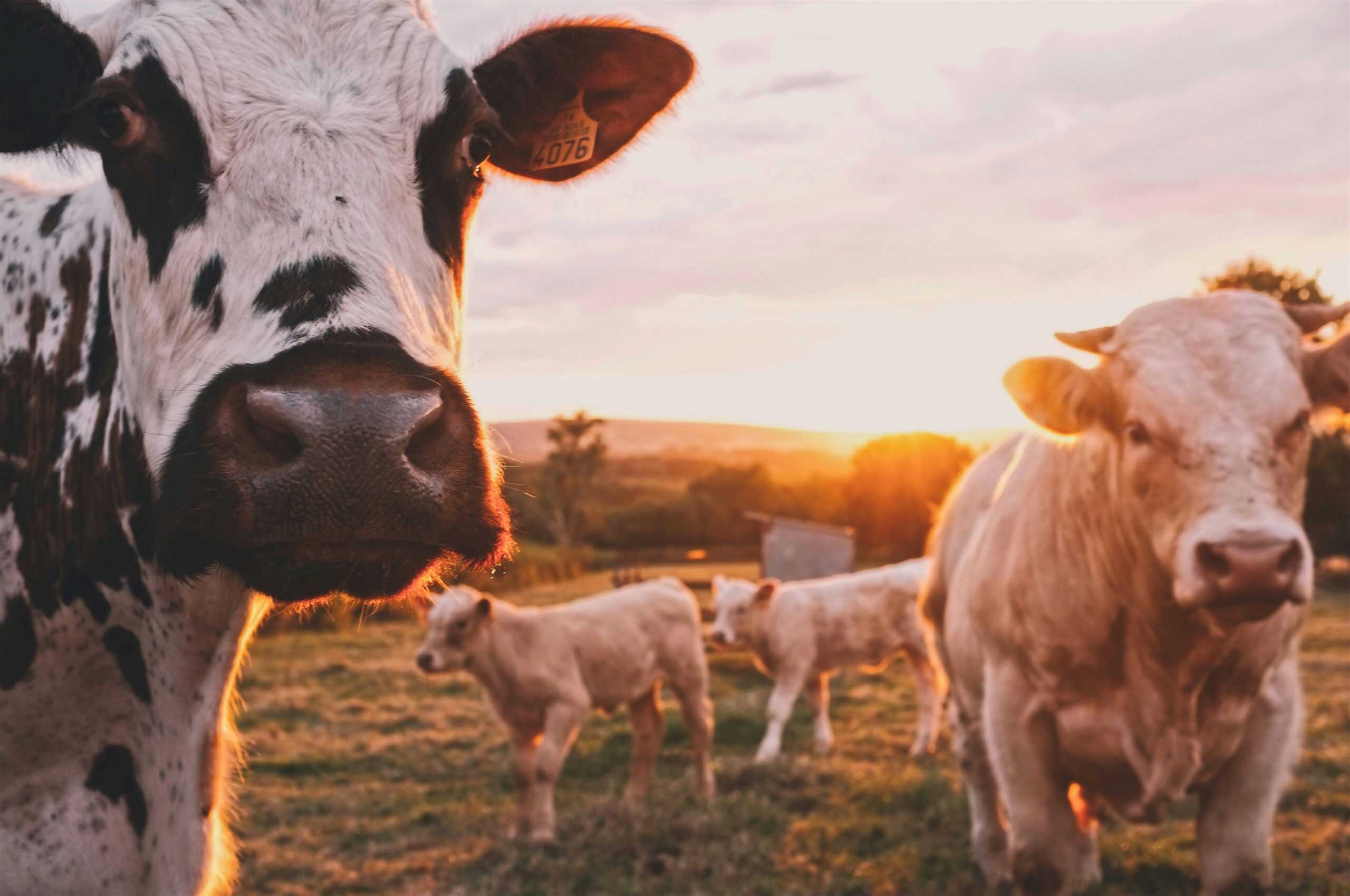 Como um pequeno arquipélago finlandês reinventou a agricultura sustentável